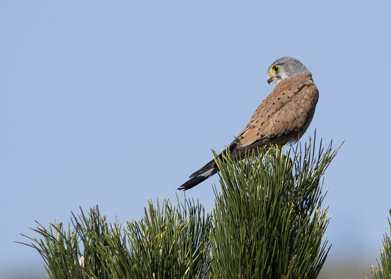 Gheppio - Falco tinnunculus